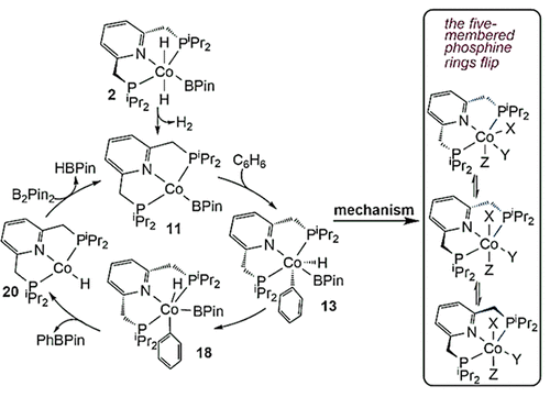 Cobalt Pincer Complexes in Catalytic C–H Borylation: The Pincer Ligand Flips Rather Than Dearomatizes