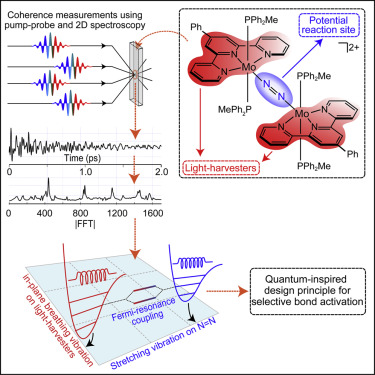 Dinitrogen Coupling to a Terpyridine-Molybdenum Chromophore Is Switched on by Fermi Resonance