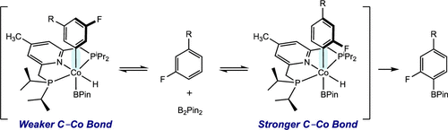 Cobalt-Catalyzed Borylation of Fluorinated Arenes: Thermodynamic Control of C(sp2)–H Oxidative Addition Results in ortho-to-Fluorine Selectivity