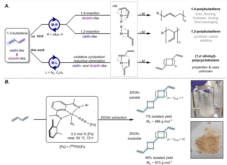 Iron Catalyzed Synthesis and Chemical Recycling of Telechelic, 1,3-Enchained Oligocyclobutanes