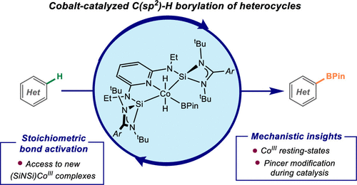 C(sp2)–H Borylation of Heterocycles by Well-Defined Bis(silylene)pyridine Cobalt(III) Precatalysts: Pincer Modification, C(sp2)–H Activation, and Catalytically Relevant Intermediates