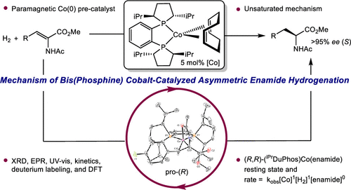 Mechanistic Investigations of the Asymmetric Hydrogenation of Enamides with Neutral Bis(phosphine) Cobalt Precatalysts